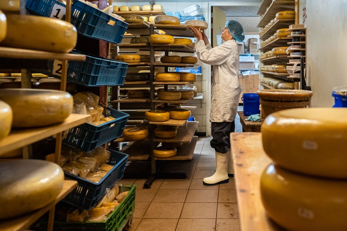 medewerker aan het werk in de kaasopslag