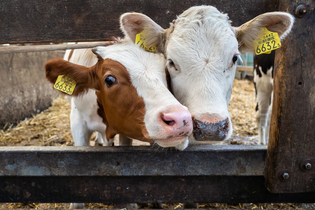 Koe en kalf kijken door het hek