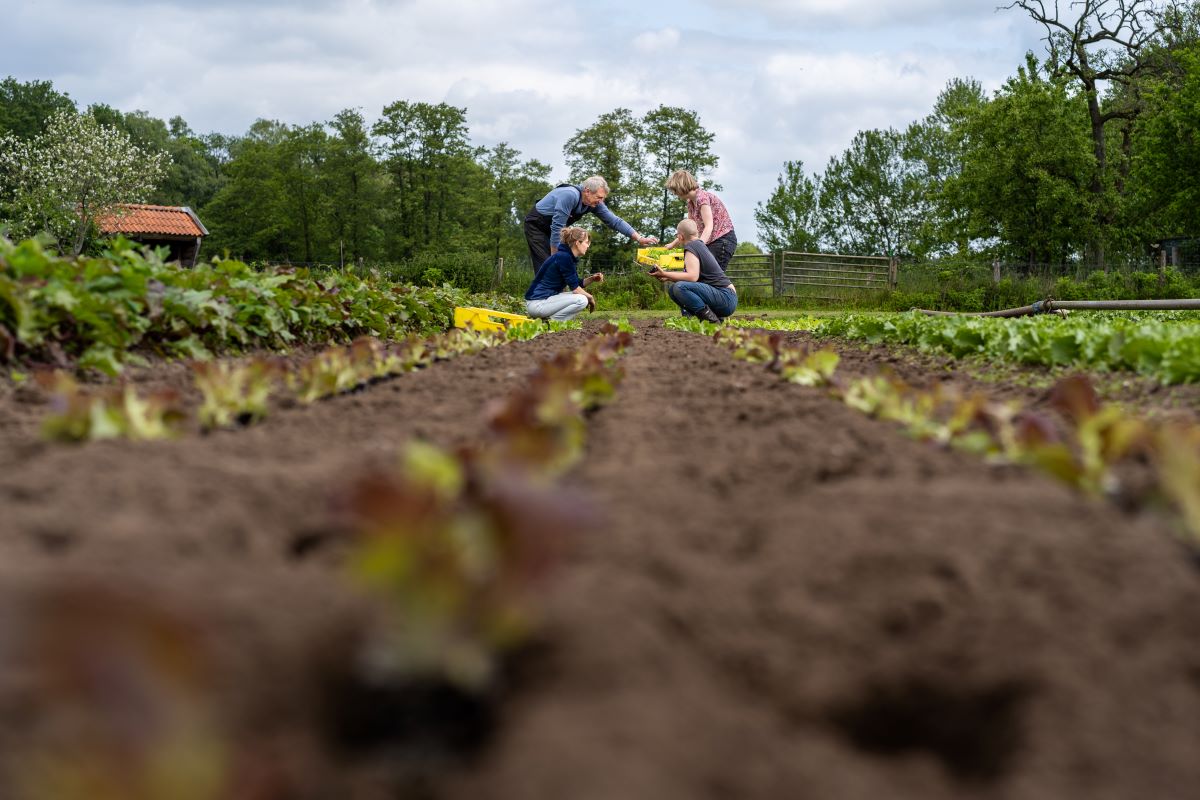 Link naar pagina werken, foto van de groentetuin
