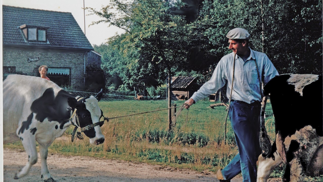 Derk aan het werk met de koeien