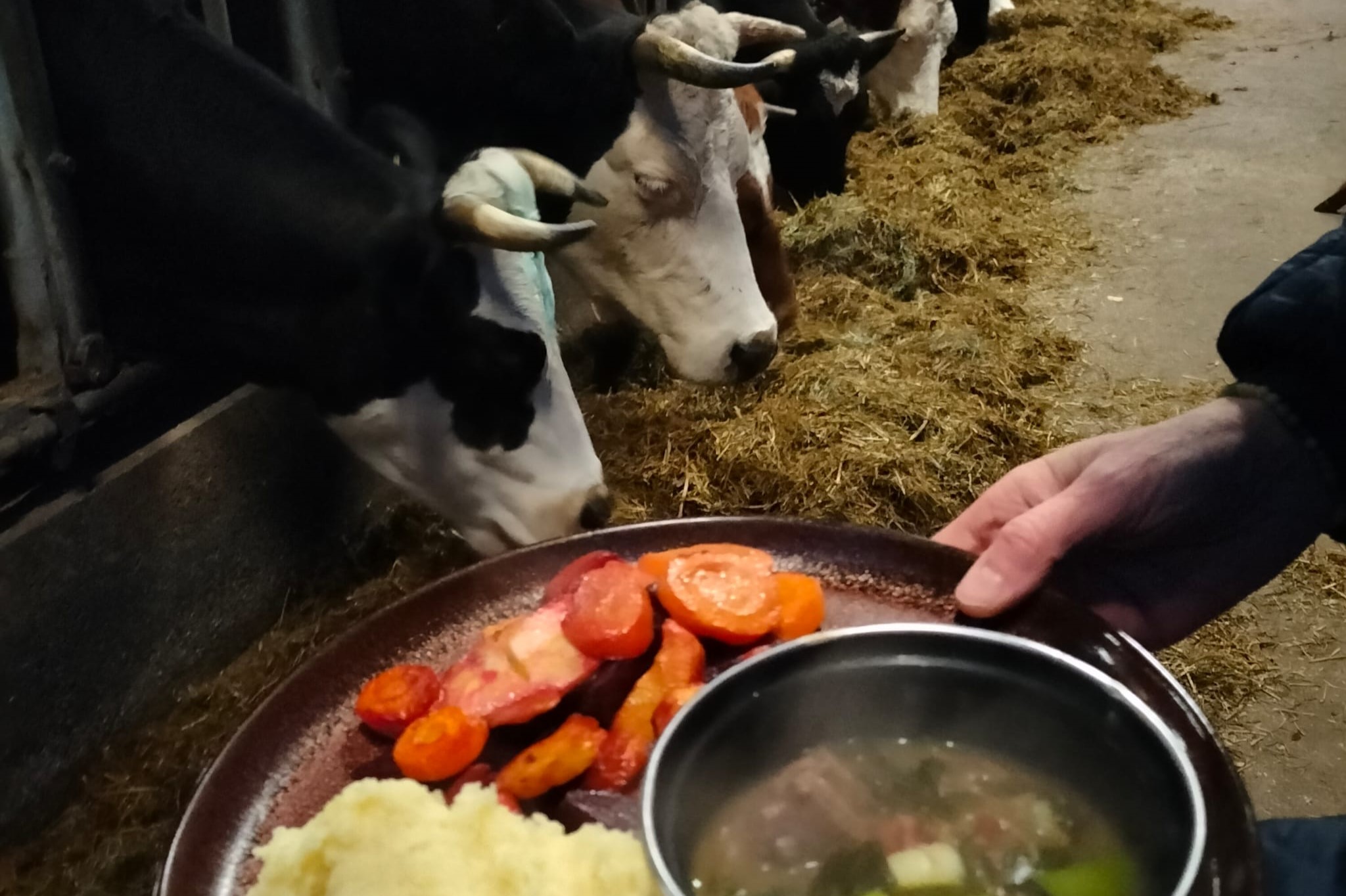 maaltijd op dienblad met koeien op de achtergrond
