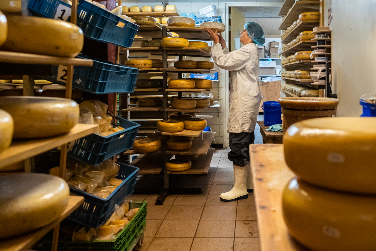 medewerker aan het werk in de kaasopslag