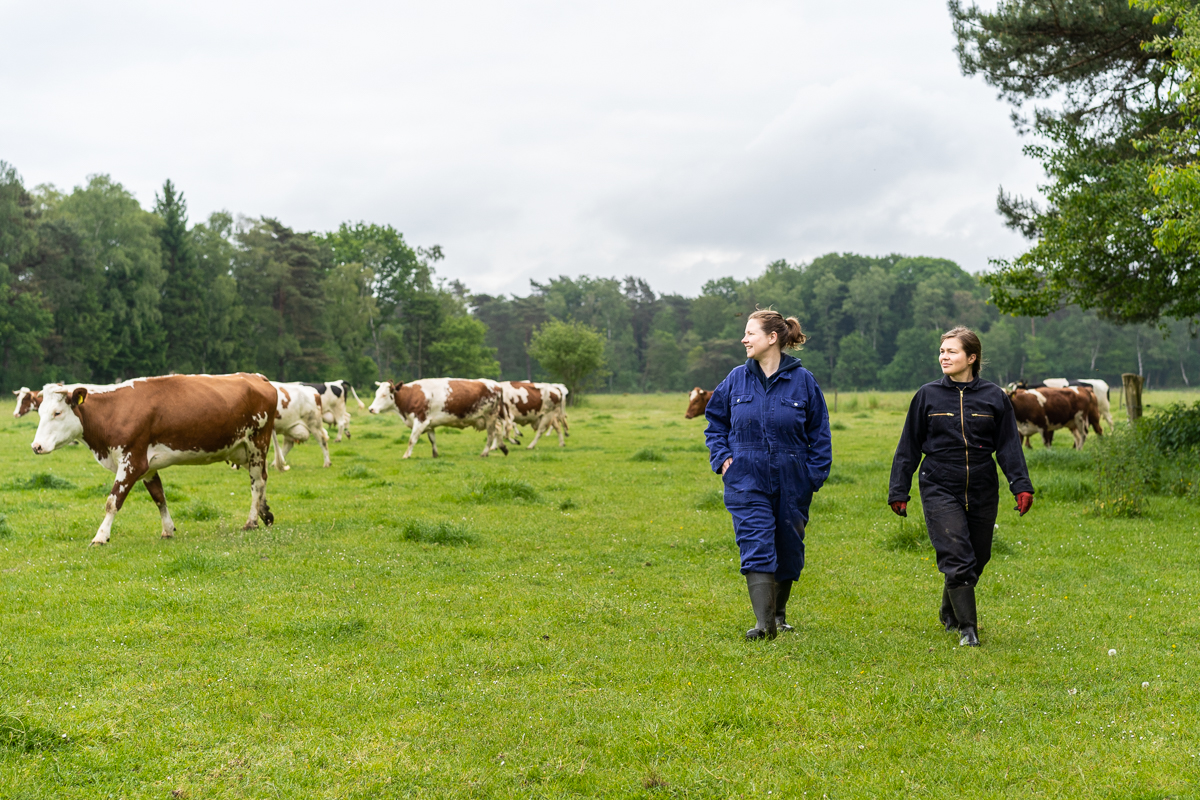twee mensen in overal lopen in een weiland, omringd door koeien