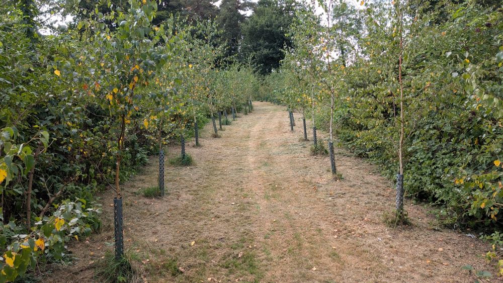 zicht op mensen lopend in een weiland, shot van een drone