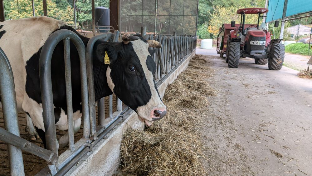 Koe in de stal bij het voerhek