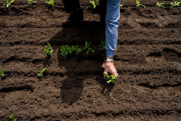 hand plant  groente, foto bij artikel groen GGZ
