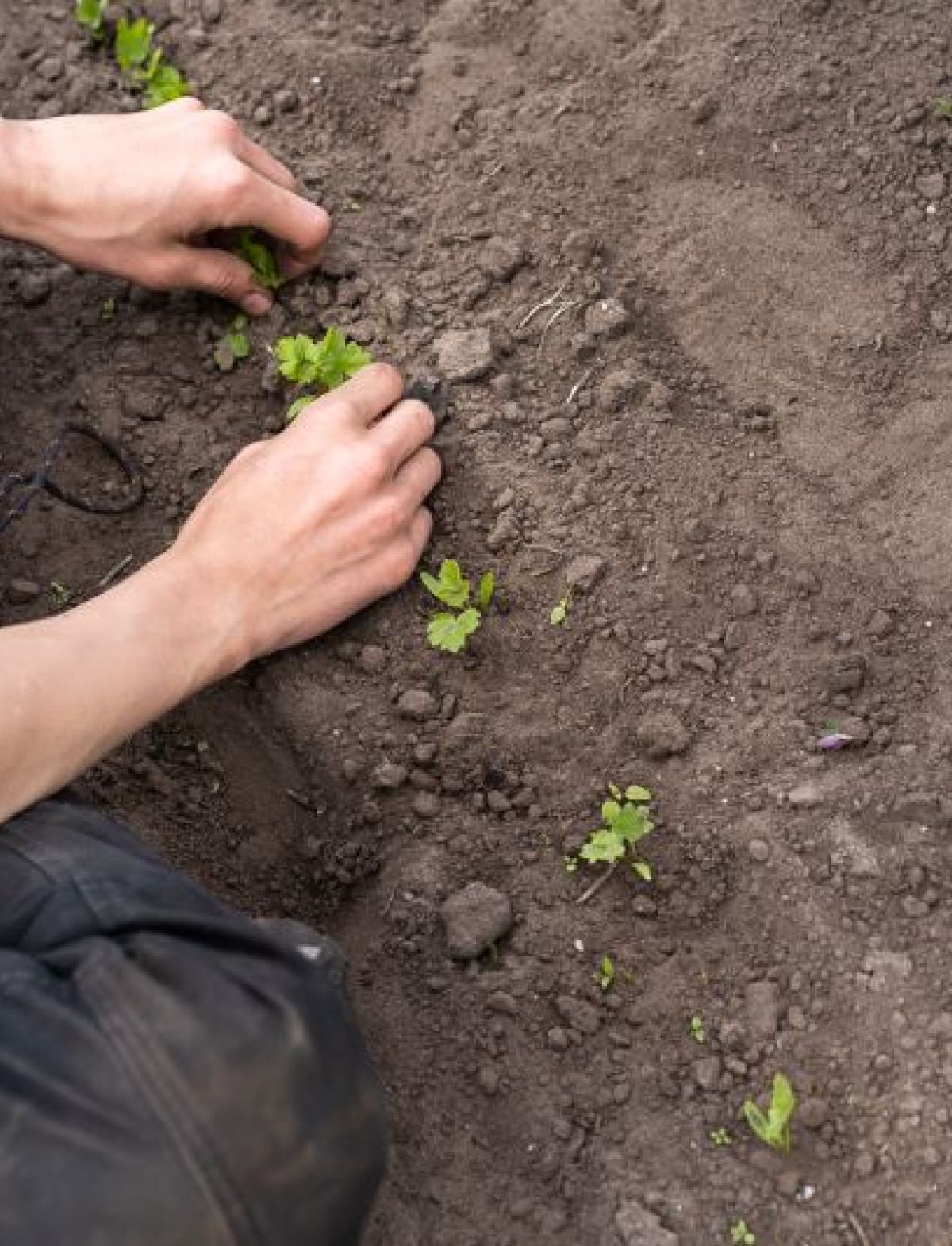 plantjes poten
